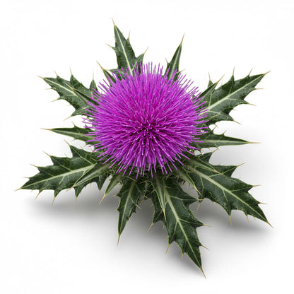 Milk Thistle