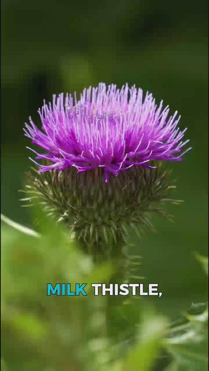 Milk Thistle